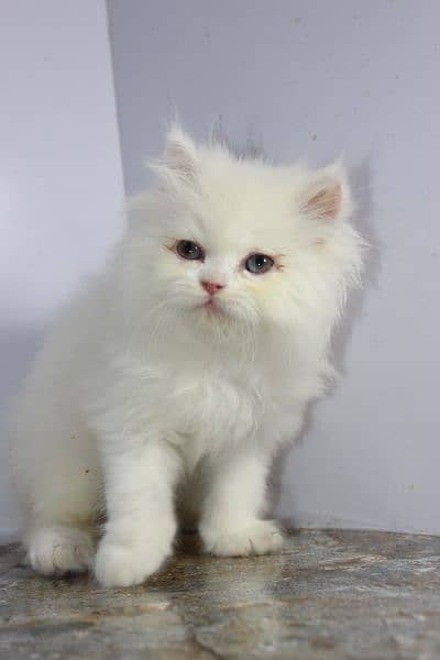persian snow ball punch face beauties available 4
