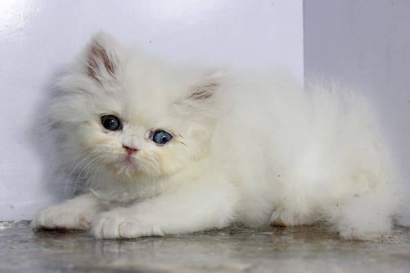 persian snow ball punch face quality available 1