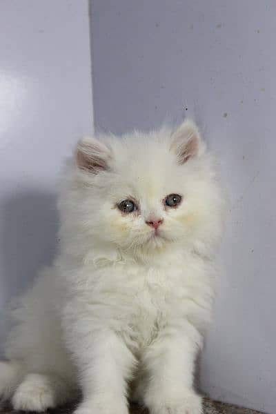 persian snow ball punch face quality available 2