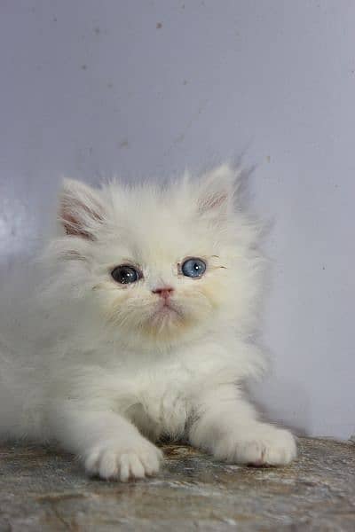 persian snow ball punch face quality available 4
