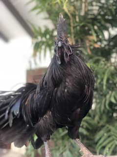 Ayam cemani a1 quality egg laying pair 0