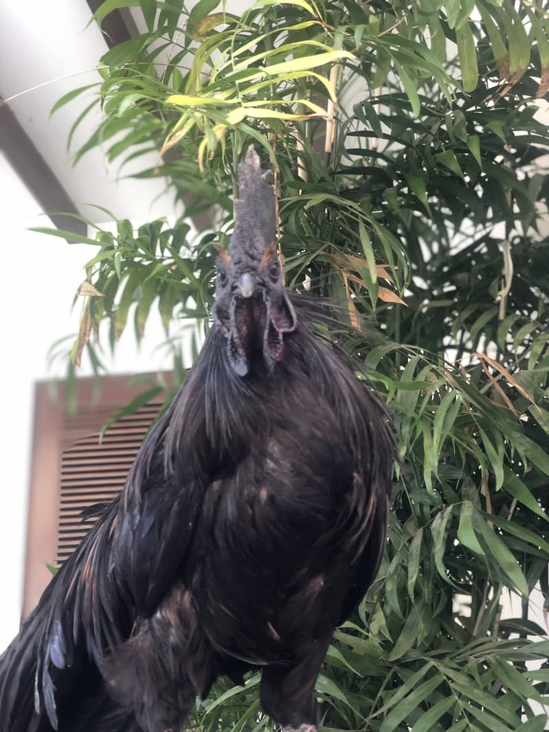 Ayam cemani a1 quality egg laying pair 1