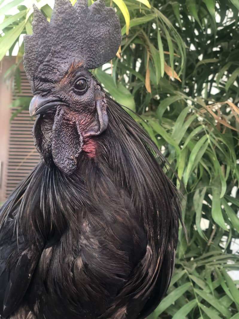 Ayam cemani a1 quality egg laying pair 2