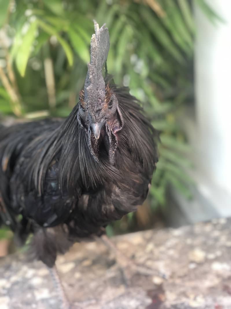 Ayam cemani a1 quality egg laying pair 3