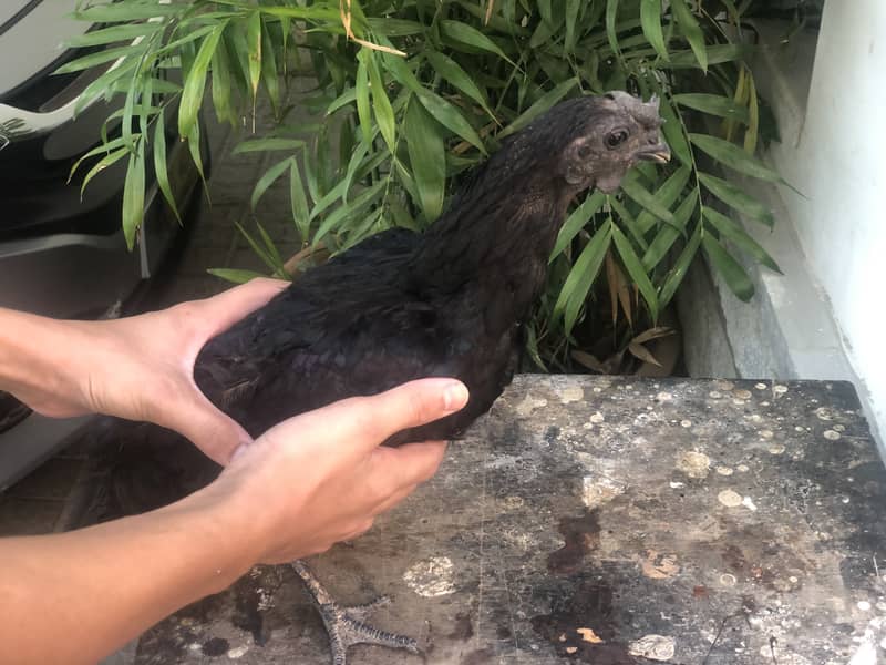Ayam cemani a1 quality egg laying pair 4