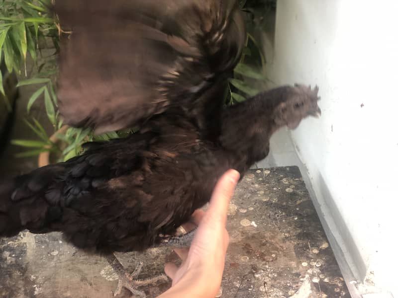 Ayam cemani a1 quality egg laying pair 5