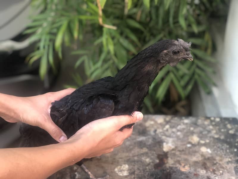 Ayam cemani a1 quality egg laying pair 6