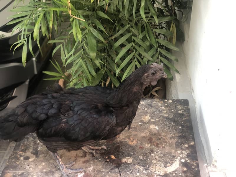 Ayam cemani a1 quality egg laying pair 7
