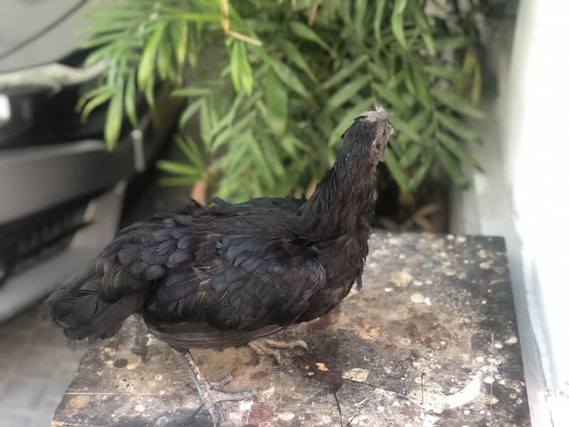 Ayam cemani a1 quality egg laying pair 8