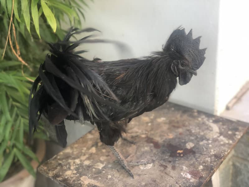 Ayam cemani a1 quality egg laying pair 9