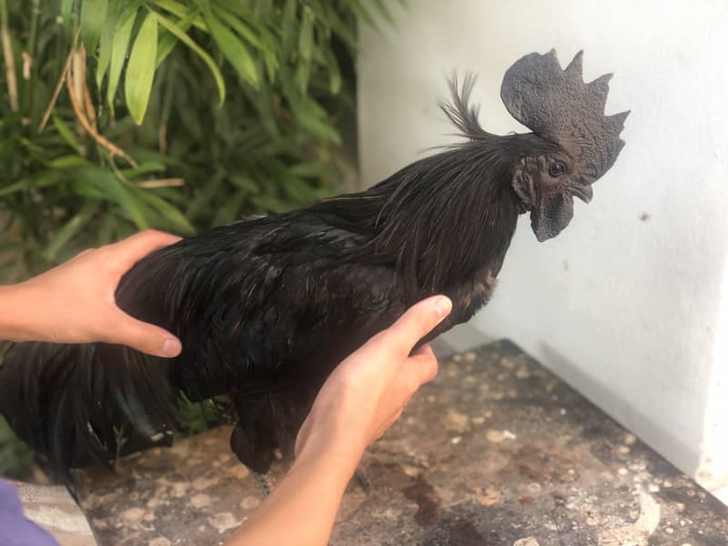 Ayam cemani a1 quality egg laying pair 10