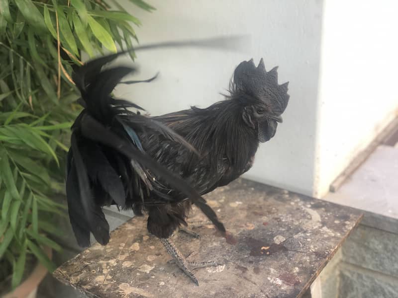 Ayam cemani a1 quality egg laying pair 11