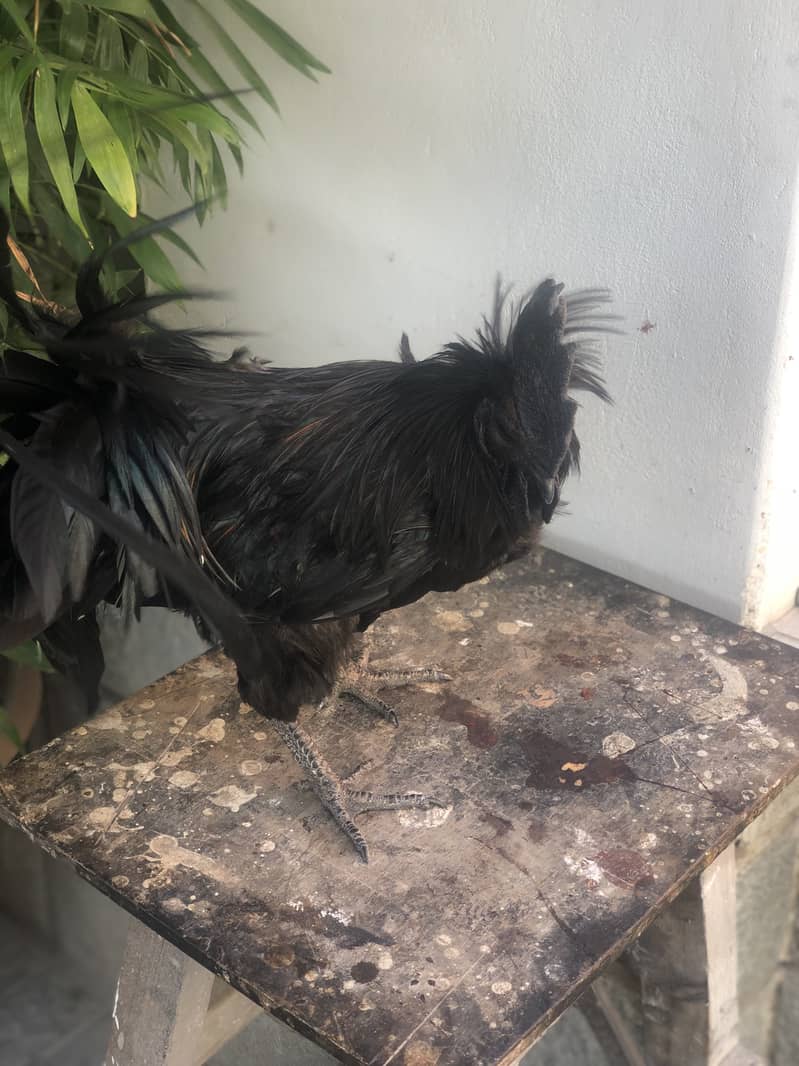Ayam cemani a1 quality egg laying pair 12