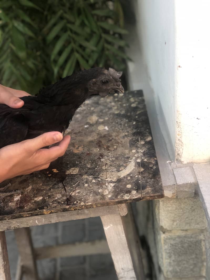 Ayam cemani a1 quality egg laying pair 13