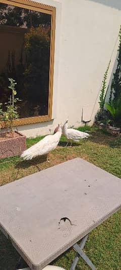 pure white breader peacock pair