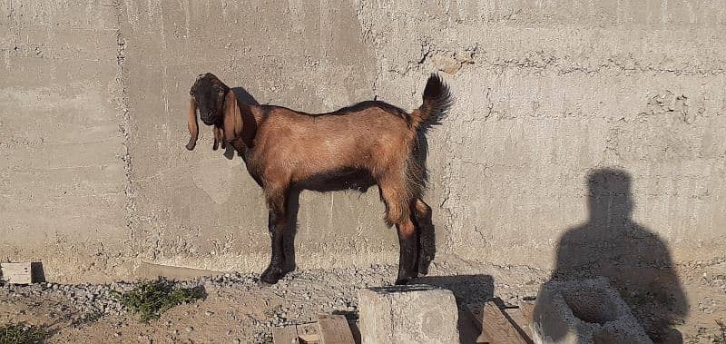 islamabad local organic goat farm 1