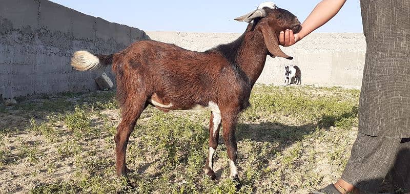 islamabad local organic goat farm 4