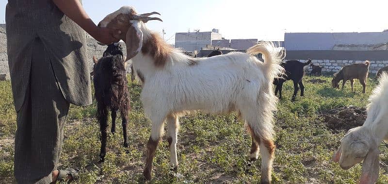 islamabad local organic goat farm 5