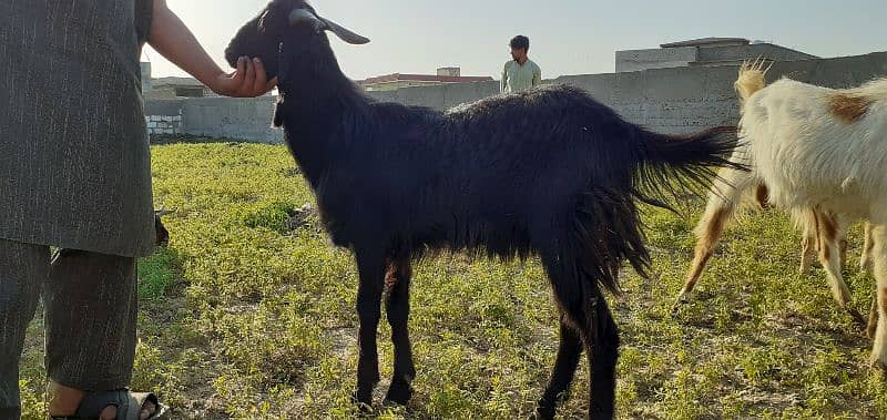 islamabad local organic goat farm 6