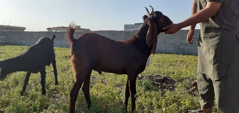 islamabad local organic goat farm 7