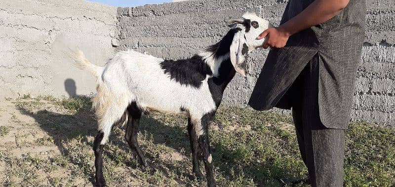 islamabad local organic goat farm 8