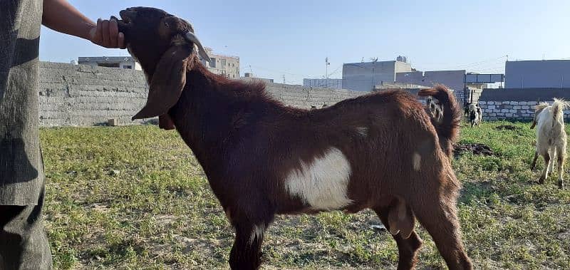 islamabad local organic goat farm 9