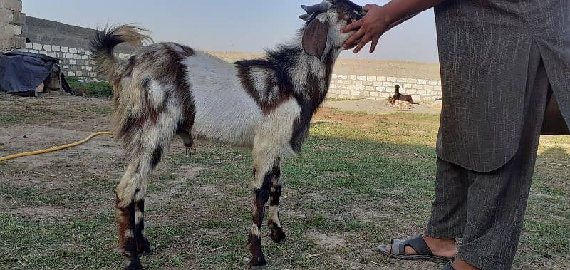 islamabad local organic goat farm 11