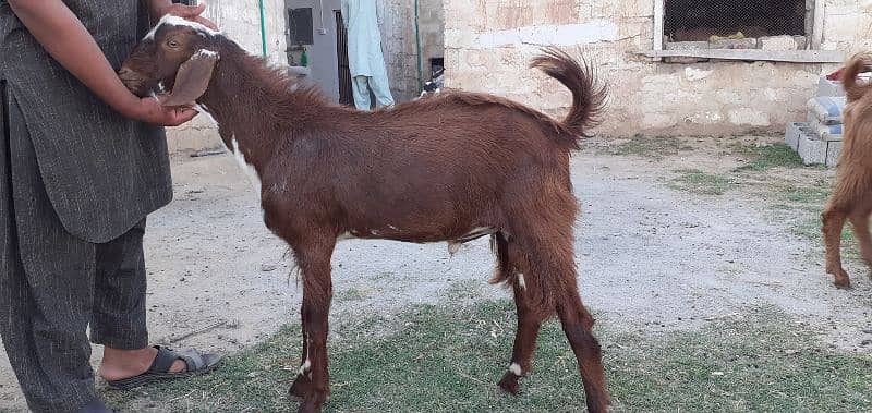 islamabad local organic goat farm 12