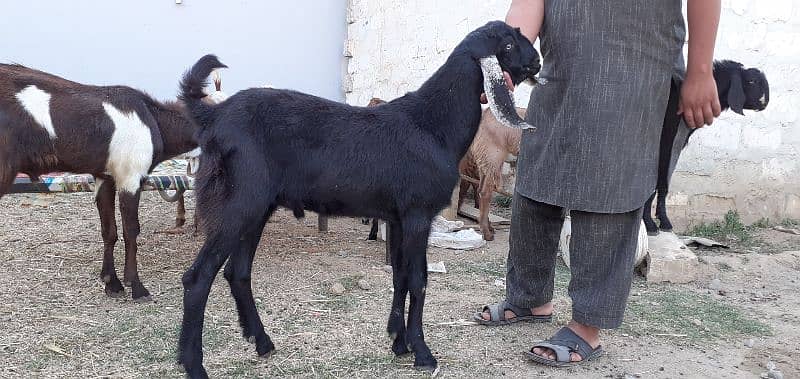 islamabad local organic goat farm 13