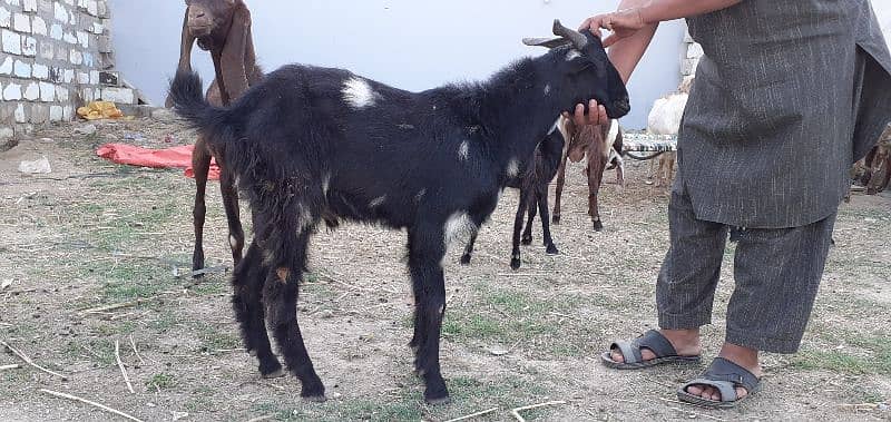 islamabad local organic goat farm 14