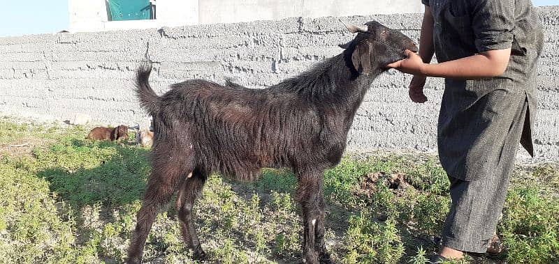 islamabad local organic goat farm 16