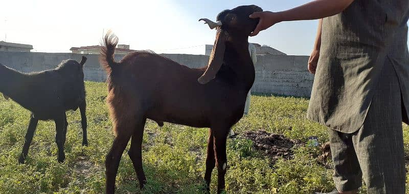 islamabad local organic goat farm 17