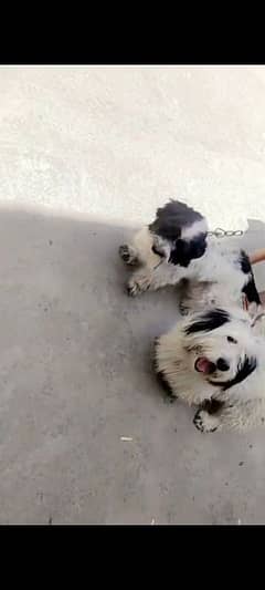 shih tzu male puppy available for booking age 10 days 03470456761