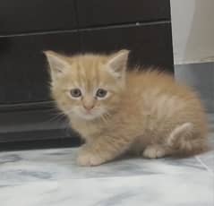 British shorthair kitten for sale 0