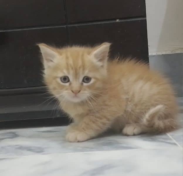 British shorthair kitten for sale 0