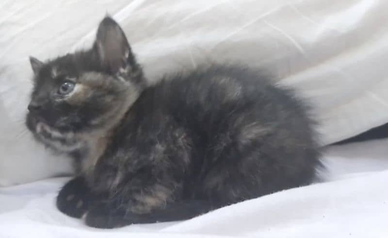 British shorthair kitten for sale 1