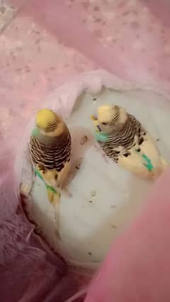 beautiful green fisher female and pair Australian parrot 0