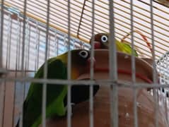 Love Birds Pair with Cage