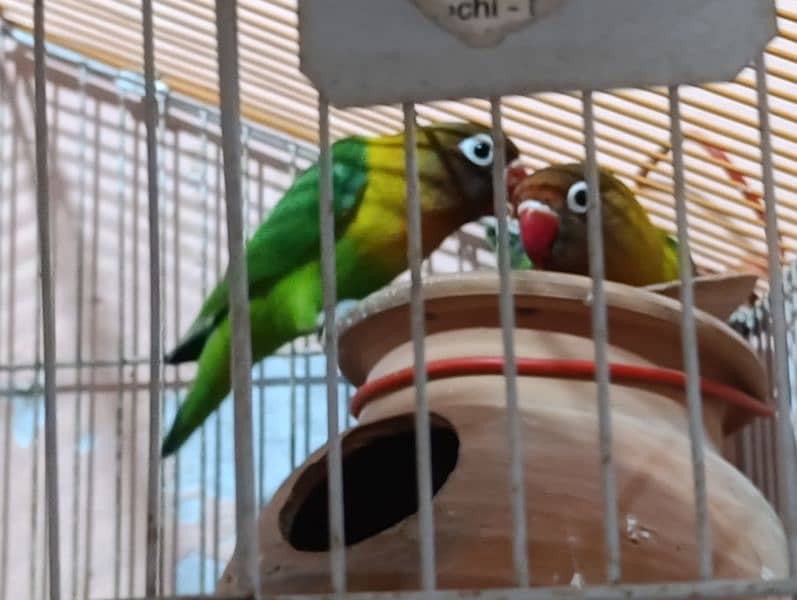 Love Birds Pair with Cage 1