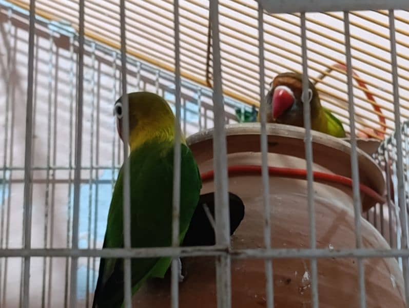 Love Birds Pair with Cage 2