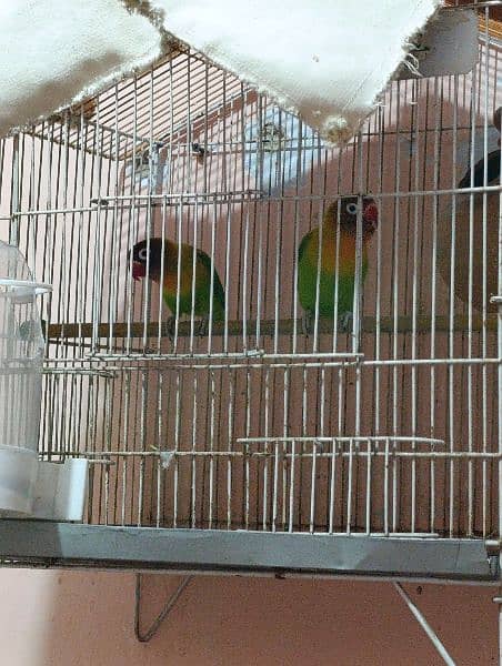 Love Birds Pair with Cage 3