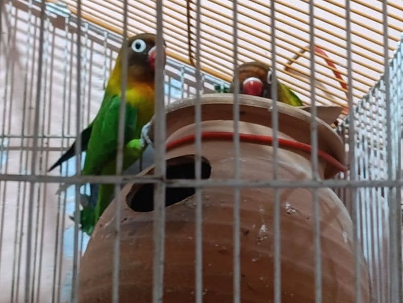Love Birds Pair with Cage 4