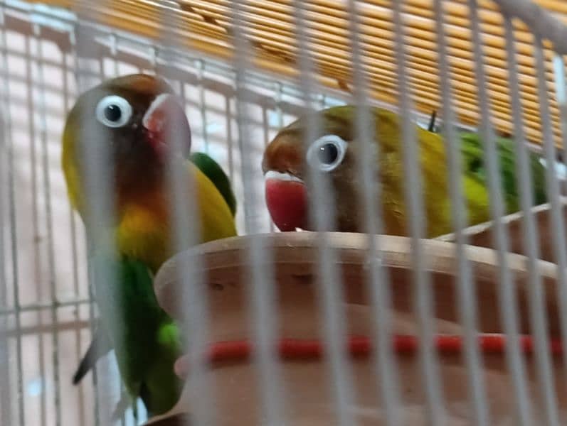 Love Birds Pair with Cage 5