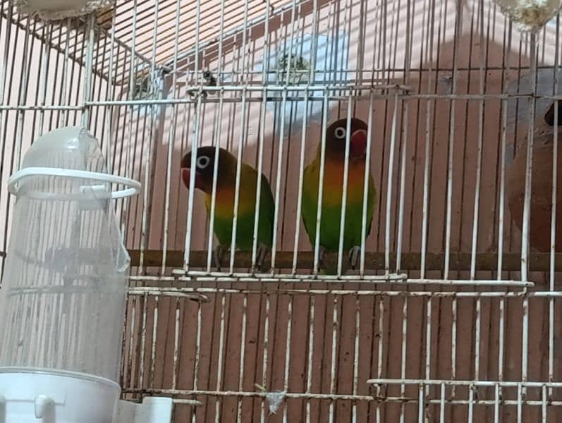 Love Birds Pair with Cage 6