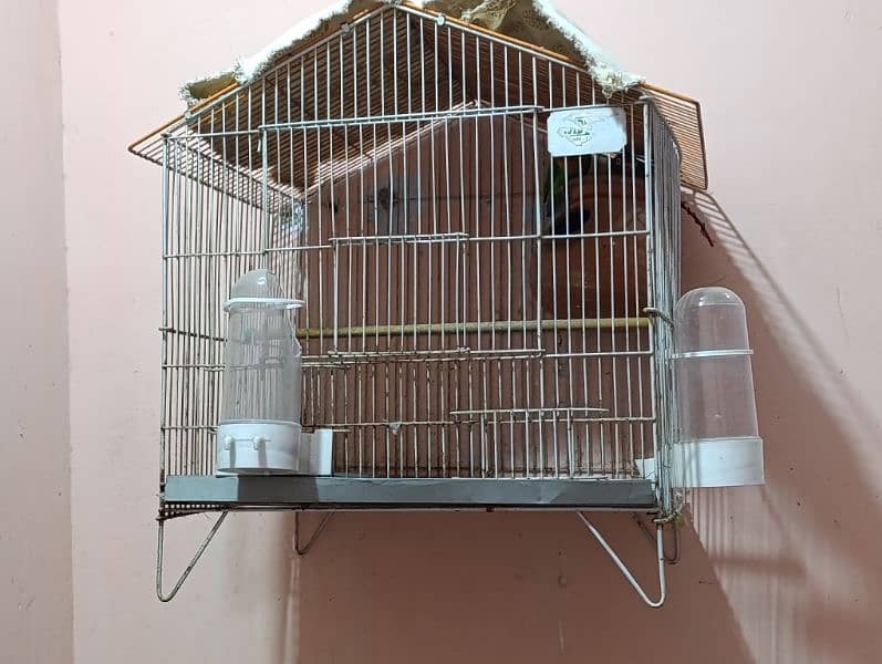 Love Birds Pair with Cage 7