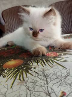 Himalayan Siamese Kittens