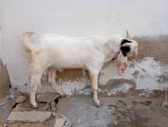 Andu Bakra for sell.