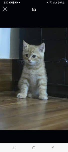 Kitten for sale 1