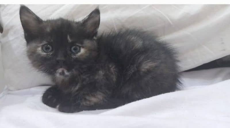 Kitten for sale 1