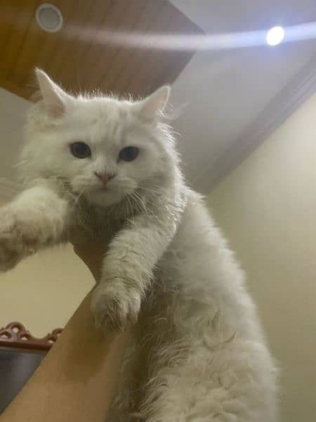 Persian cat triple coat | Trained male 3months 4 days 0
